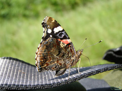 Vanessa atalanta
