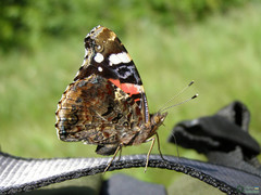 Vanessa atalanta