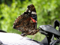 Vanessa atalanta