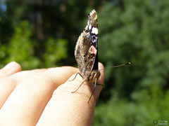 Vanessa atalanta