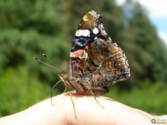 Vanessa atalanta