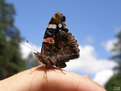 Vanessa atalanta