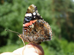 Vanessa atalanta