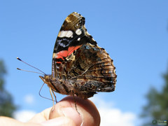 Vanessa atalanta