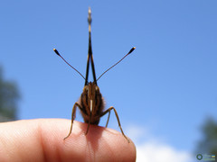 Vanessa atalanta