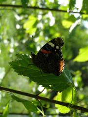 Vanessa atalanta