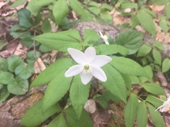 Anemonoides lancifolia