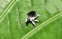 Peridinetus ecuadoricus