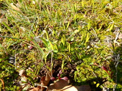 Ophioglossum lusitanicum