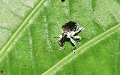 Peridinetus ecuadoricus