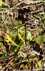 Ophioglossum lusitanicum