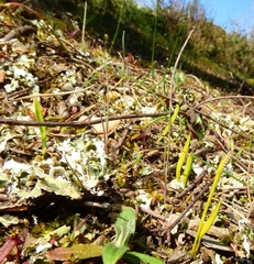 Ophioglossum lusitanicum