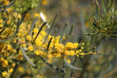 Acacia cupularis