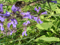 Arthropoda