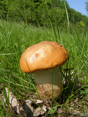 Ommatoiulus sabulosus