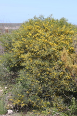 Acacia cupularis