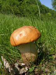 Ommatoiulus sabulosus
