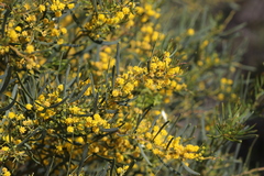 Acacia cupularis