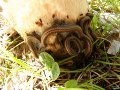 Ommatoiulus sabulosus