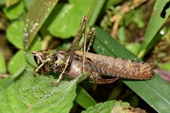 Eppia truncatipennis