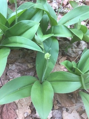 Clintonia