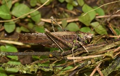 Eppia truncatipennis
