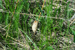 Mantis religiosa