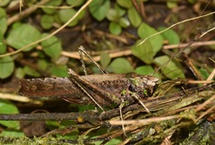 Eppia truncatipennis