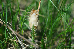 Mantis religiosa