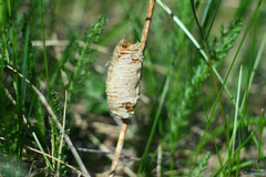 Mantis religiosa