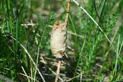 Mantis religiosa