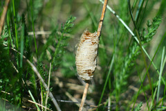 Mantis religiosa