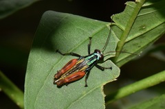 Taeniophora nitida