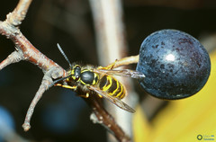 Insecta