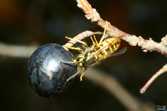 Insecta