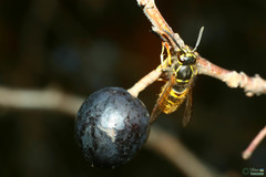 Insecta