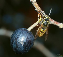 Insecta