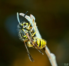 Insecta