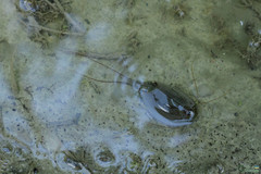 Triops cancriformis