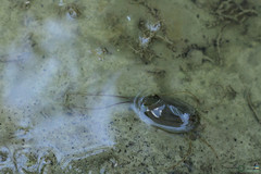 Triops cancriformis