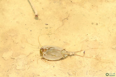 Triops cancriformis