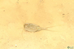 Triops cancriformis