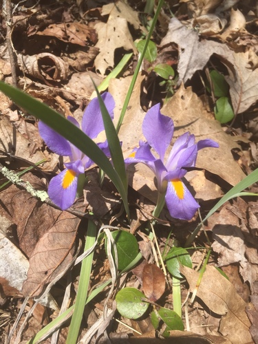 Hardscrabble Knob Trail