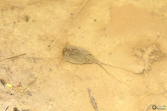 Triops cancriformis