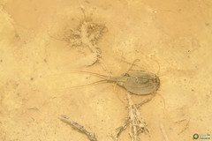 Triops cancriformis
