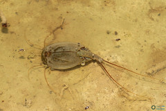 Triops cancriformis