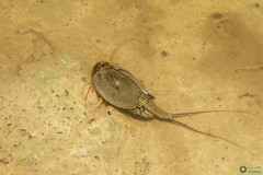 Triops cancriformis