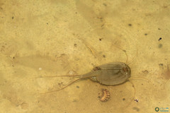 Triops cancriformis