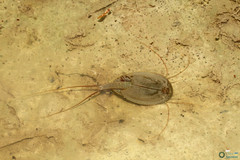 Triops cancriformis