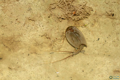 Triops cancriformis